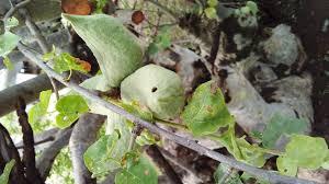 Image result for Sterculia rogersii