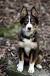 German Shepherd Husky Border Collie
