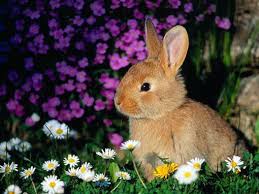 La Sante Du Lapin Le Guide Du Lapin