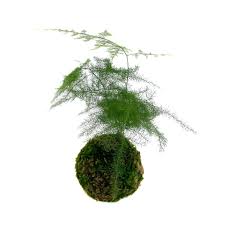 Image result for Asparagus pendulus