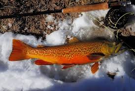 The Most Beautiful Tiger Trout Fish Fly Fishing Trout Fishing Tips