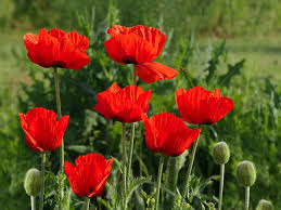 Resultado de imagen de amapolas