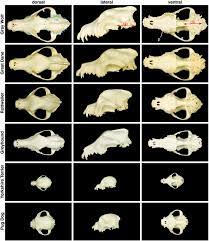 Borzoi skull by cabinetcuriosities on deviantart. The Genetics Of Canine Skull Shape Variation Genetics