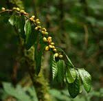 Image result for Scolopia stolzii