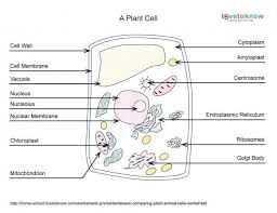 Basics Of Plant Cell Biology Lovetoknow