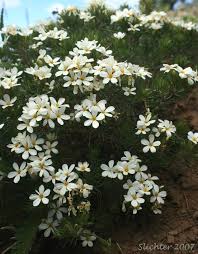 Image result for Lintonia nutans