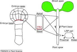 Basal cell carcinoma is a type of skin cancer characterized by the presence of lumps that bleed easily and can get bigger every year. Apical Basal Polarity Why Plant Cells Don T Standon Their Heads Trends In Plant Science