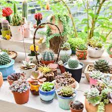 El cactus está entre las negativas, pero no significa que no puedas tenerlo, solo debes saber dónde colocarlo. Beneficios De Tener Un Cactus En Casa Segun El Feng Shui