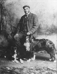 Black And White Sheep Herding Dog Pin By Rachel Ritland On Sheepdoggin Collie Dog Rough Collie Border Collie Puppies