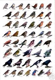 British Birds Identification Chart Wildlife Poster New