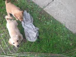 The cost to buy a golden retriever varies greatly and depends on many factors such as the breeders' location, reputation, litter size, lineage of the puppy, breed popularity (supply and demand), training, socialization efforts, breed lines and much. Akc Golden Retriever Puppies For Sale In Elmira New York Classified Americanlisted Com
