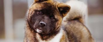 15 most popular akita dog pictures. Akita Dog Breed Profile Petfinder
