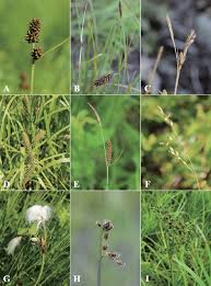 Image result for Cyperaceae