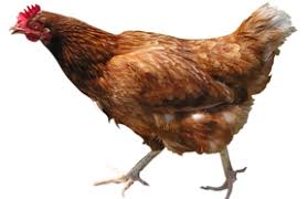 Resultado de imagem para galinha