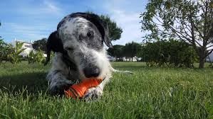 Dogs have been part of our history for thousands of years. Games To Play With Your Senior Dog