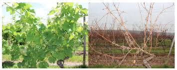 A gardening mystery audio book | ann. Plants Free Full Text Rna Seq Time Series Of Vitis Vinifera Bud Development Reveals Correlation Of Expression Patterns With The Local Temperature Profile Html