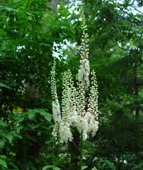 Image result for Faurea racemosa