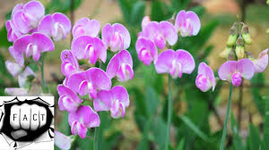 Take time to stop and smell the flowers.flower are the beautiful creation of god. Top 10 Most Pleasant Smelling Flowers Youtube