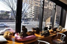 Pin By Ozbibliophile On Cat Cafe Cat Cafe Japanese Cat Cats