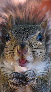 Desktop, tablet, iphone 8, iphone 8 plus. Baby Squirrel Wallpapers Top Free Baby Squirrel Backgrounds Wallpaperaccess