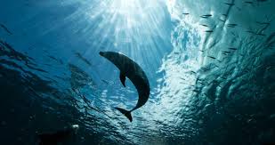 Dolphins In Water Depth 4k Ultra Hd Wallpaper Animals Dolphins Animals Of The World