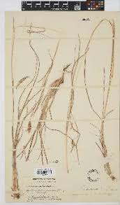 Image result for Hyparrhenia mobukensis