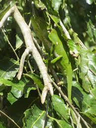 Image result for Coleus psammophilus