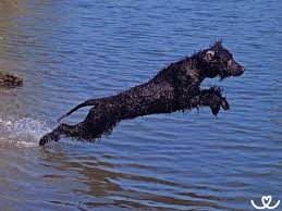 Image result for irský vodní španěl