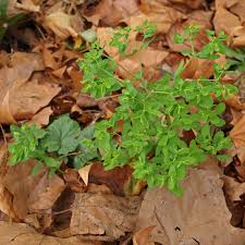 Die garten wolfsmilch sollten sie immer nur mit gartenhandschuhen bearbeiten da ihre milch giftig ist und zu hautirritationen wolfsmilch euphorbia ingens wolfsmilch coole zimmerpflanzen pflanzen. Garten Wolfsmilch Euphorbia Peplus