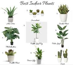 Top Indoor House Plants Png Best Indoor Plants Indoor Plants Floor Plants