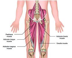 Ls, rs adjourned till 2 pm amid sloganeering by opposition mps Hip Muscles The Definitive Guide Biology Dictionary