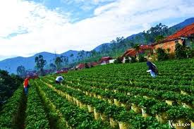 Cukup luas untuk dijadikan sebagai tempat refreshing anda bersama keluarga. Profil Wisata Kebun Strawberry Ciwidey Bandung