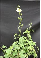 Image result for Abelmoschus