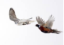 Small Brown Bird With White Ring Around Neck Gyrfalcon Flies By Pheasant Falconry Bird Photography Birds