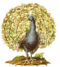 Gold Peacock Bird Bird Gif Beautiful Birds Screen Savers Wallpapers
