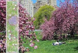 Maybe you would like to learn more about one of these? Find Your Favorite Spring Blooms In Central Park With A Map And Interactive Guide 6sqft