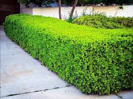 We did not find results for: 25 Foundation Plants Landscaping Shrubs For Front Of House Eathappyproject