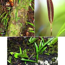 Image result for Elaphoglossum macropodium