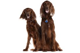 The annual cost or upkeep is often overlooked when determining a gordon setters true ownership cost. Irish Setter Puppies For Sale In Denver Colorado Adoptapet Com