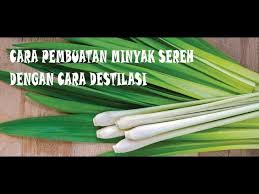 Maybe you would like to learn more about one of these? Pembuatan Minyak Sereh Dengan Cara Destilasi Youtube