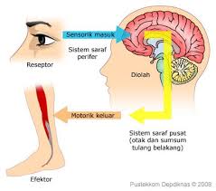 …sistem saraf manusia di kelas xi sma swasta yapim medan budianto best journal biology education sains and technology incoming search terms: Sistem Saraf Komponen Susunan Fungsi Sel Dan Gambar