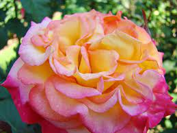 Rose Pink Yellow Rose Flower 2 Rose Garden Giclee Prints Baslee Troutman By Patti Baslee Yellow Rose Flower Rose Garden Art Yellow Roses