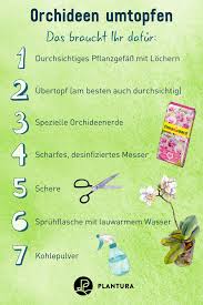Alle zwei bis drei jahre sollten sie ihre orchideen umtopfen. Kakteen Umtopfen Video Anleitung Pflege Tipps Plantura Orchideen Pflege Orchideen Orchideen Richtig Pflegen