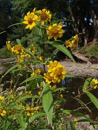 Image result for Bidens burundiensis