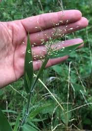 Image result for Panicum calvum