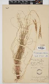 Image result for Diheteropogon filifolius