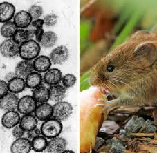 Information on hantaviruses, hantavirus pulmonary syndrome (hps), and hemorrhagic fever with renal syndrome (hfrs). Yosemite Nationalpark Tausende Urlauber Todlichem Hanta Virus Ausgesetzt Welt