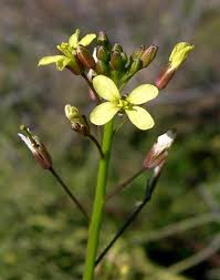 Image result for Euryops subcarnosus