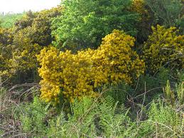 Image result for Ulex