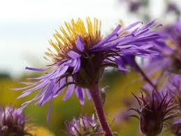 Gets increasingly woody and more difficult to control as it matures late in the season and in areas where it. New England Aster Pictures Flowers Leaves Identification Symphyotrichum Novae Angliae